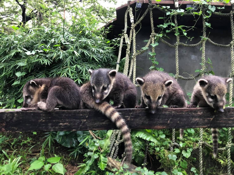 壽山動物園長鼻浣熊家族從小一起生活長大。   圖：高雄市觀光局/提供