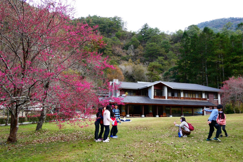 南投林管處11日和12日在奧萬大舉辦「春櫻傳情」音樂會活動。   圖：取自奧萬大情報站臉書