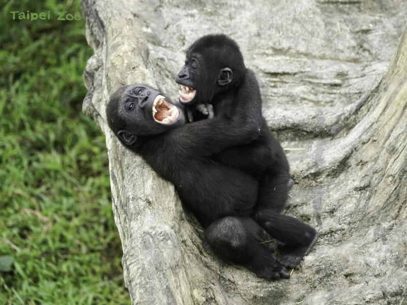 金剛猩猩兄弟喜歡抱在一起互相練習摔角技巧。   圖：台北市立動物園／提供