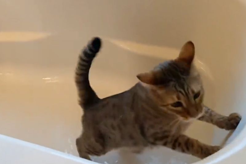 日本推主家的虎斑貓萊恩非常喜歡水。   圖／Twitter：ccchisa76