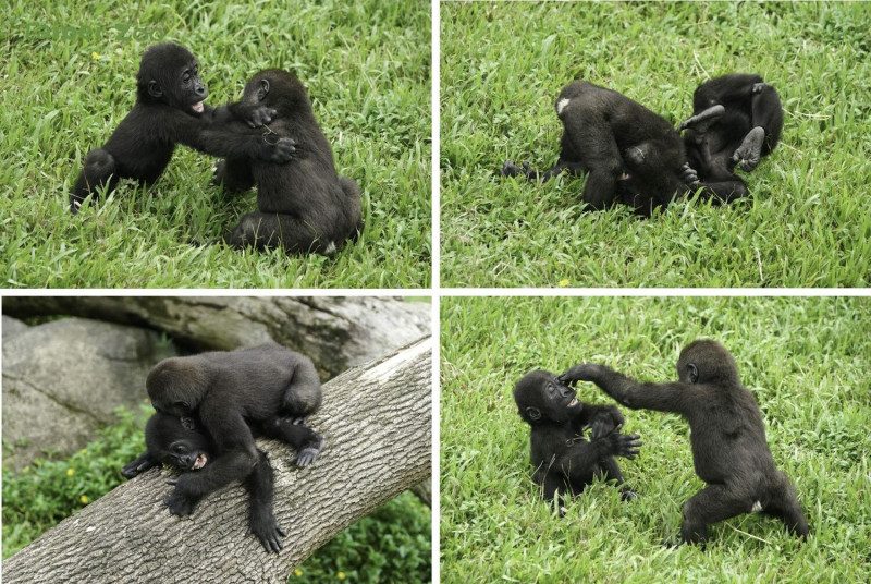 金剛猩猩兄弟檔「Jabali」和「Ringo」的生活日常。   圖：台北市立動物園／提供