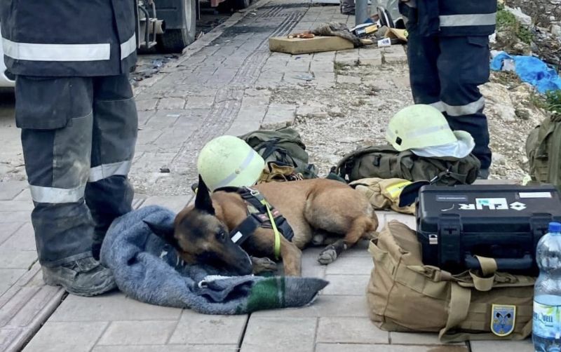 ▲近日各國傳出有搜救犬在土耳其當地救災期間受傷，領犬員還為其包紮。（圖/臉書/Rettungshundestaffel Traun）   