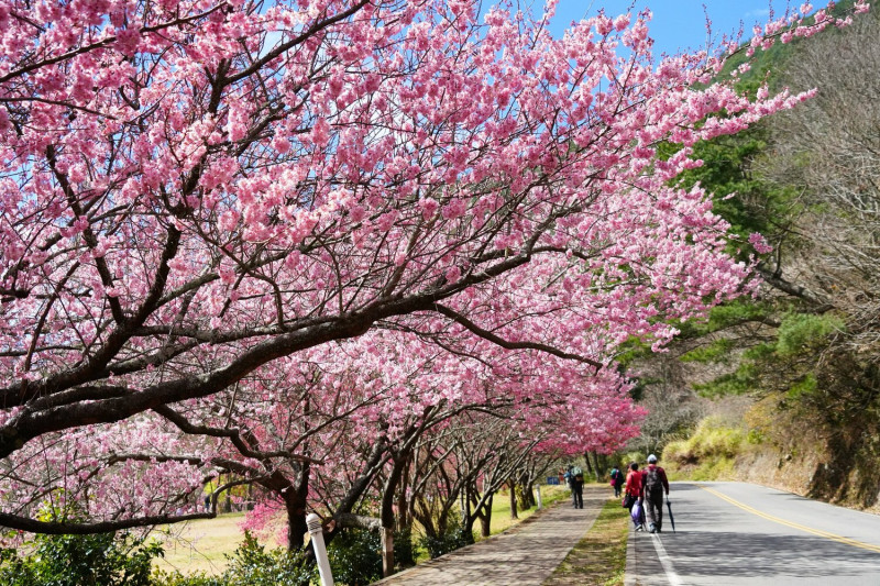 武陵櫻花季已經入最佳賞花期。   圖：取自武陵農場臉書