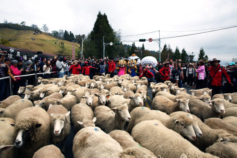 奔羊節將於17日上午9時起在清境農場登場。（歷年活動資料照）   圖：取自清境農場臉書