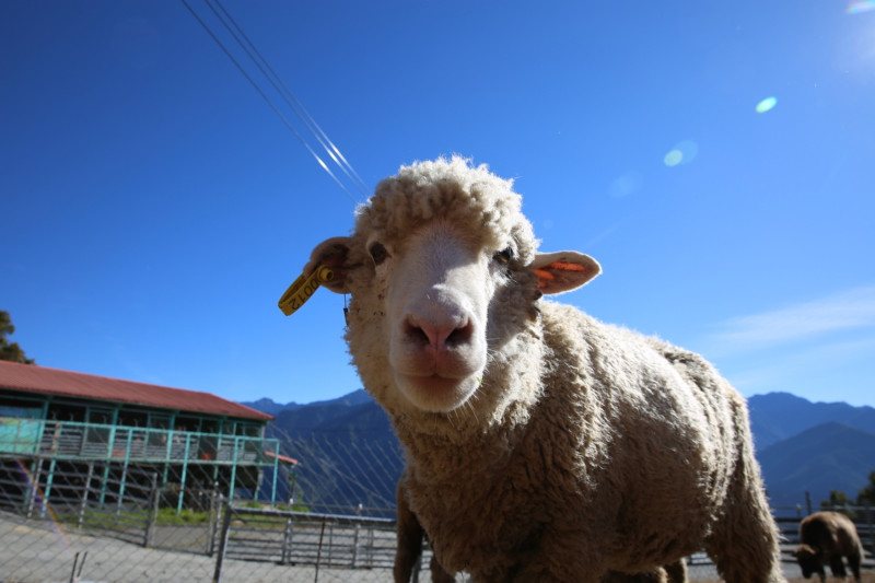 清境農場是全台唯一可以體驗高山牧羊的地方。   圖：取自清境農場臉書