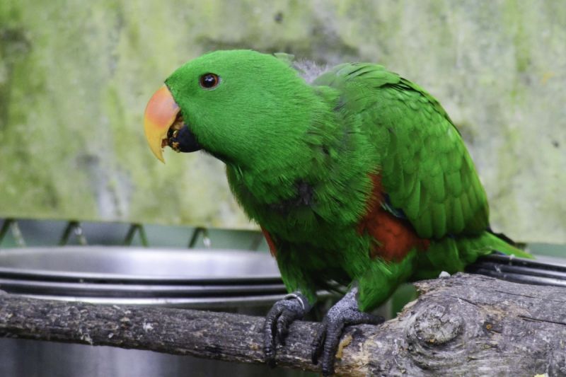 折衷鸚鵡雄鳥有將食物帶給雌鳥的行為。   圖／臺北市立動物園授權提供