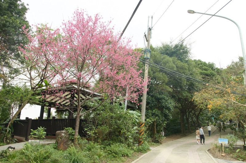 二叭子植物園櫻花已經粉嫩登場。   圖：新北市景觀處提供