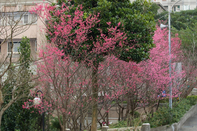 植物園春季限定的山林美景。   圖：新北市景觀處提供