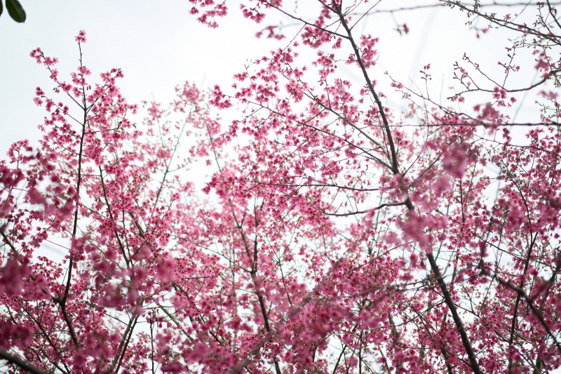 新店二叭子植物園櫻花盛開中。   圖：新北市景觀處提供