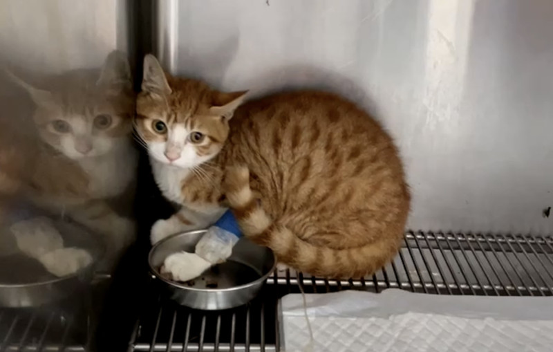 小橘貓進入毛寶貝醫療中心檢查，被發現有胸腔橫膈赫尼亞；在氧氣房照護時，一副羞澀文青小貓模樣。   圖：新北市動保處提供