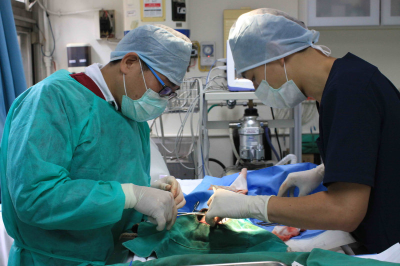 新北市動保處為小橘貓進行胸腔赫尼亞手術時，一併進行胸腔橫膈縫補。   圖：新北市動保處提供
