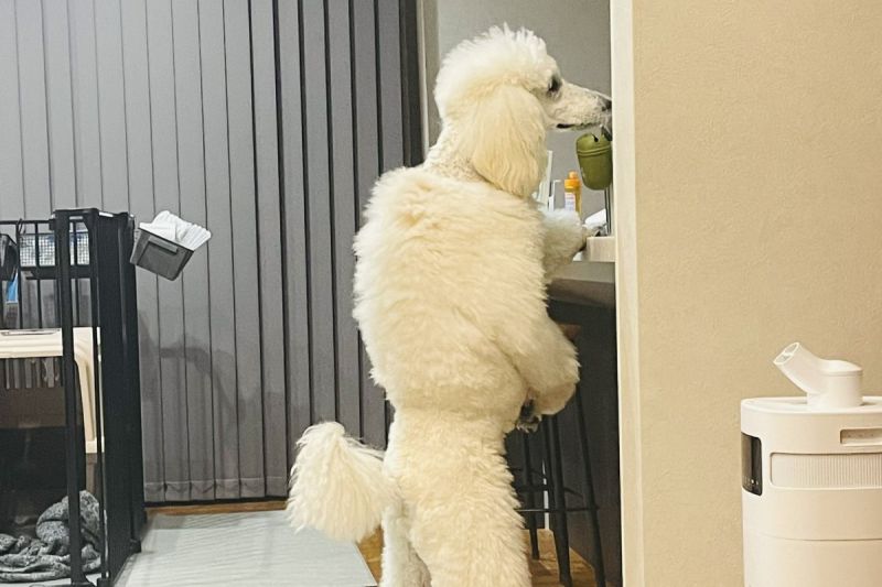 遠遠一看，標準貴賓犬Beru像極了一名身著羽絨服的壯漢。   圖／Twitter：Bell__stanp