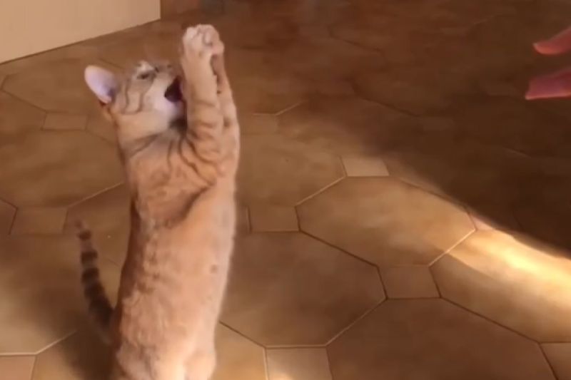 該澳洲網友養有多隻橘貓，拍攝到許多牠們平時瘋狂玩鬧的片段。   圖／Instagram：princesshoneybelle