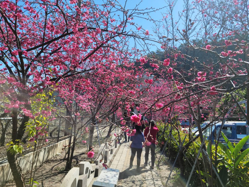 每年櫻花季皆吸引許多遊客前往賞花。   圖：翻攝自台中市政府警察局大甲分局臉書