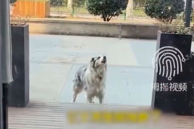 中國一隻牧羊犬天天到某家獸醫院門口吠叫抗議。   圖／微博： 拇指視頻