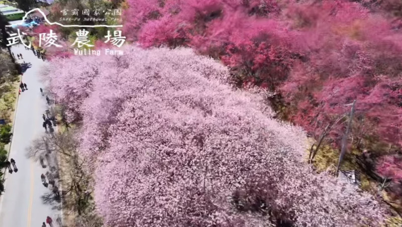 武陵農場近日空拍花況，漸層色花海綻放在道路旁，有如「櫻花河流」。   圖：翻攝武陵農場臉書