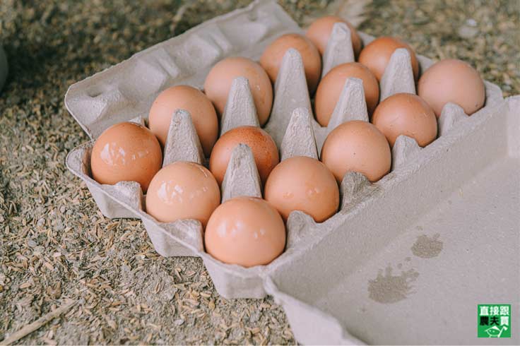 雞與蛋自今年起週週減量，供不應求情況不斷，蛋價更上漲2元，預計清明連假後才有望回穩。   圖：翻攝自直接跟農夫買網站