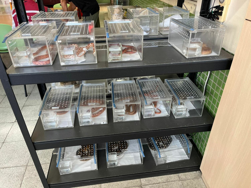 松山高中生物研究室這幾年陸續收容的寵物蛇。   圖：新北市動保處提供