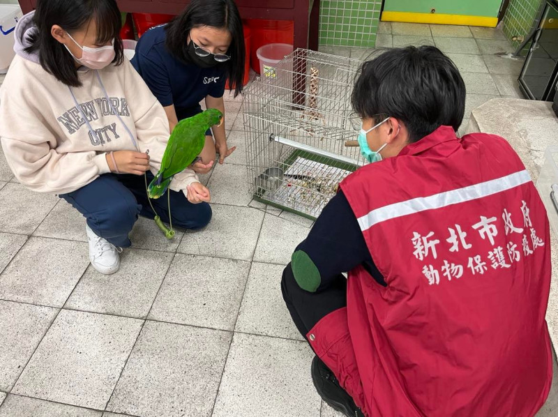 松山高中生物研究室學生照顧的折衷鸚鵡。   圖：新北市動保處提供