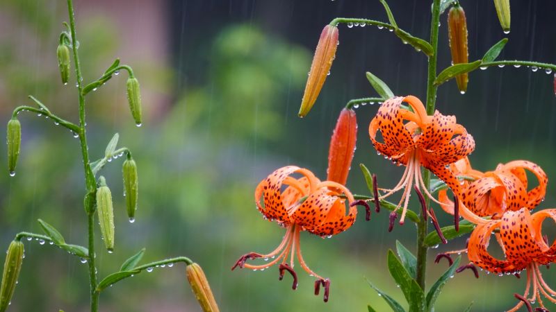 周日2月19日是「雨水」節氣，象徵北部天氣春雨綿綿，命理專家點名6星座，貴人好運全都到，要抓緊大搶錢的好時機。   示意圖／photoAC