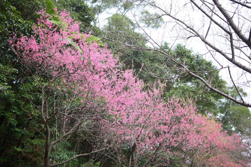 三芝區青山路沿路種植山櫻花與八重櫻，到處嫣紅奼紫，別有一番風味。   圖：新北市景觀處提供