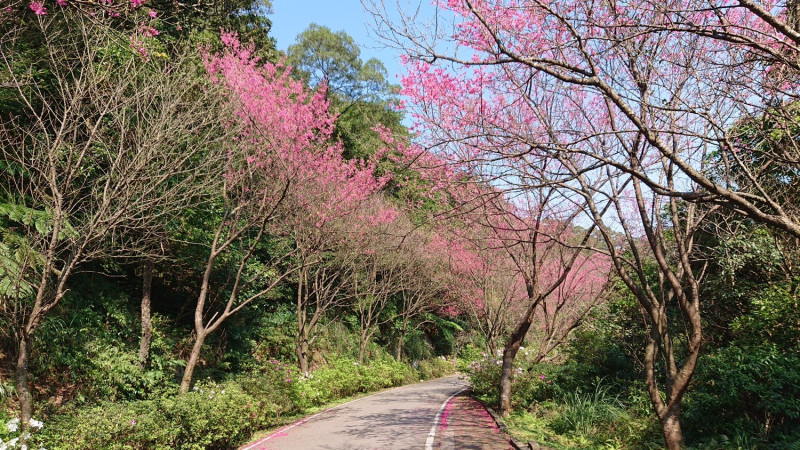 花季期間粉色花朵圍繞蜿蜒的鄉間道路。   圖：新北市景觀處提供