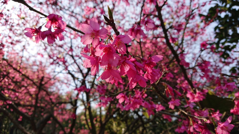 新北市櫻花持續綻放，賞櫻期將持續至3月。   圖：新北市景觀處提供