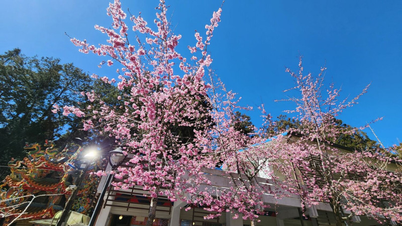 阿里山香林服務區的阿龜櫻目前盛開，花期至3月中。   圖：嘉義林管處/提供