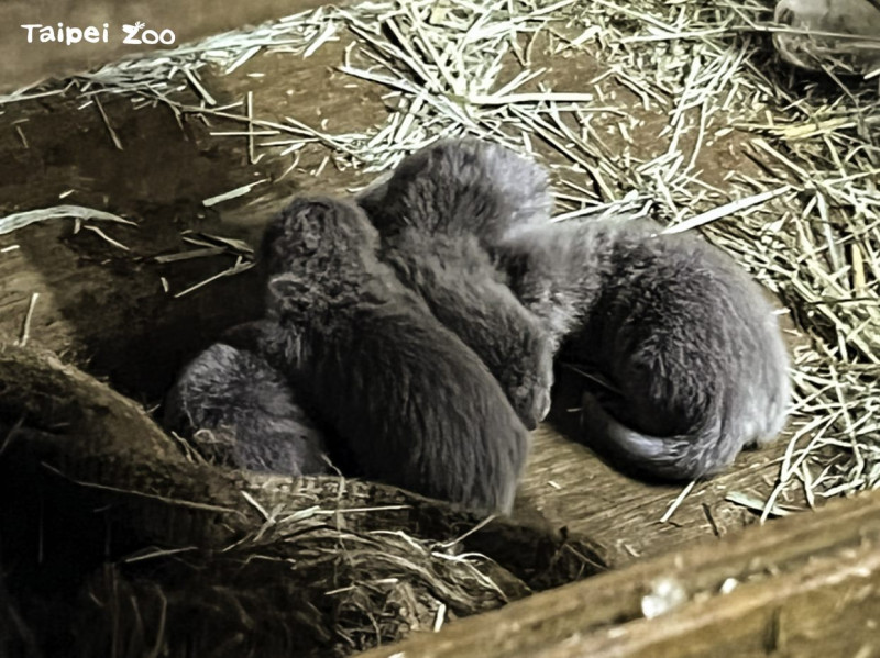 睽違了四年，台北市立動物園的小爪水獺家族再次迎來四胞胎。   圖：台北市立動物園／提供