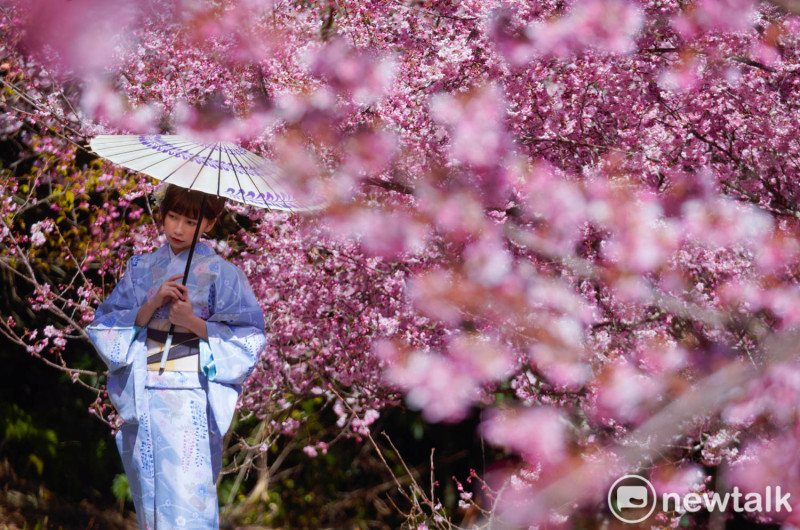 一位民眾穿著和服帶著紙傘走在櫻花樹下，讓人誤以為身在日本。福壽山農場的千櫻園海拔2500公尺，從北部或南部到千櫻園都要4、5個鐘頭，號稱是遠得要命的櫻花園，也是有出國賞櫻的況味。   圖：張良一/攝
