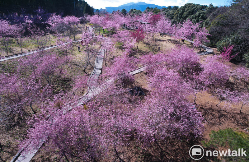 千櫻園的櫻花從二月中的緋寒櫻、昭和櫻、富士櫻到三月初的大島櫻、染井吉野櫻接力綻放，讓千櫻園沈浸在一大片的粉紅色浪漫中。   圖：張良一/攝