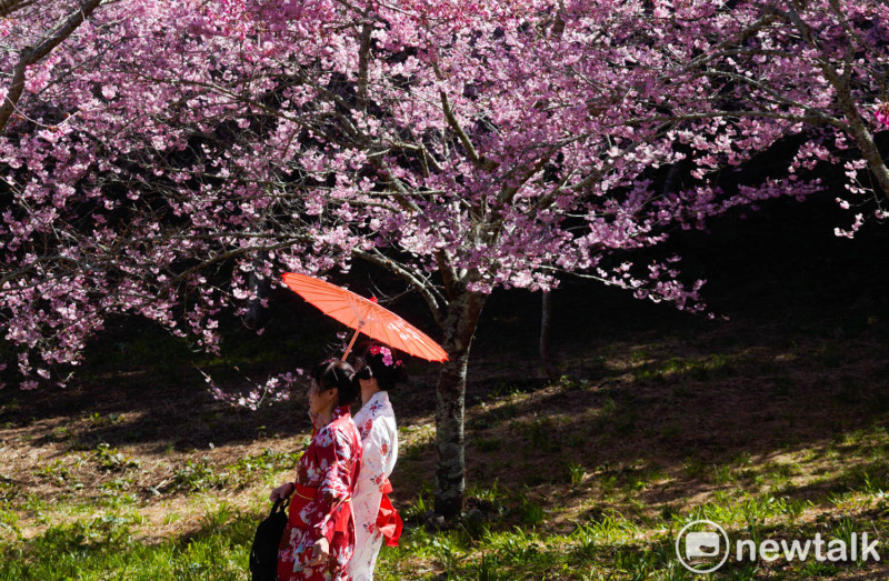 兩位民眾穿著和服帶著紙傘走在櫻花樹下，讓人誤以為身在日本。福壽山農場的千櫻園海拔2500公尺，從北部或南部到千櫻園都要4、5個鐘頭，號稱是遠得要命的櫻花園，也是有出國賞櫻的況味。   圖：張良一/攝