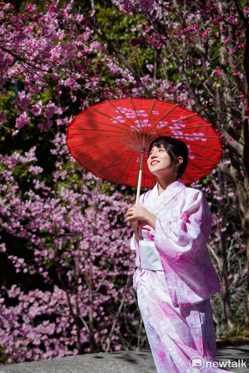 不少民眾特地帶著和服、紙傘在櫻花樹下美拍浪漫景色。   圖：張良一/攝