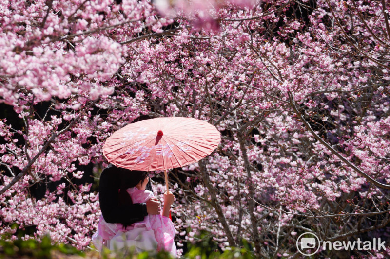 一對穿著和服撐著紙傘的情侶在櫻花樹下合影。   圖：張良一/攝