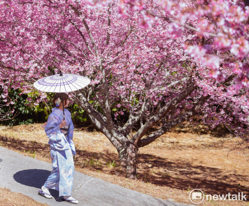 一位民眾穿著和服帶著紙傘走在櫻花樹下，讓人誤以為身在日本。福壽山農場的千櫻園海拔2500公尺，從北部或南部到千櫻園都要4、5個鐘頭，號稱是遠得要命的櫻花園，也是有出國賞櫻的況味。   圖：張良一/攝