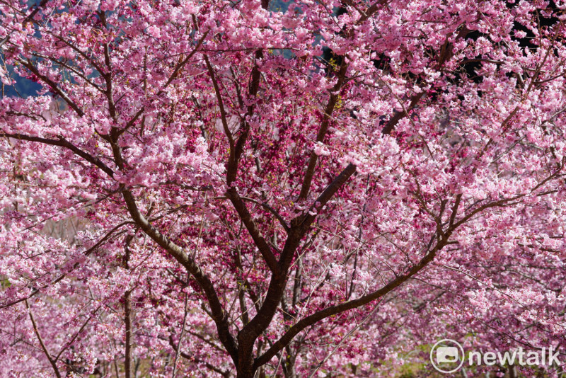 櫻花樹下的櫻吹雪，美麗浪漫景緻讓人期待。   圖：張良一/攝