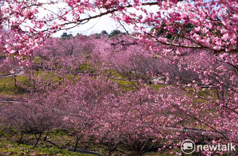 千櫻園的各種品種的櫻花接續開花，是極致的視覺饗宴，美不勝收。   圖：張良一/攝