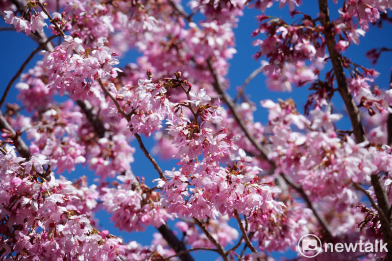 盛開的昭和櫻在藍天的襯托下，感受粉紅色花瓣飄落的浪漫美景。   圖：張良一/攝