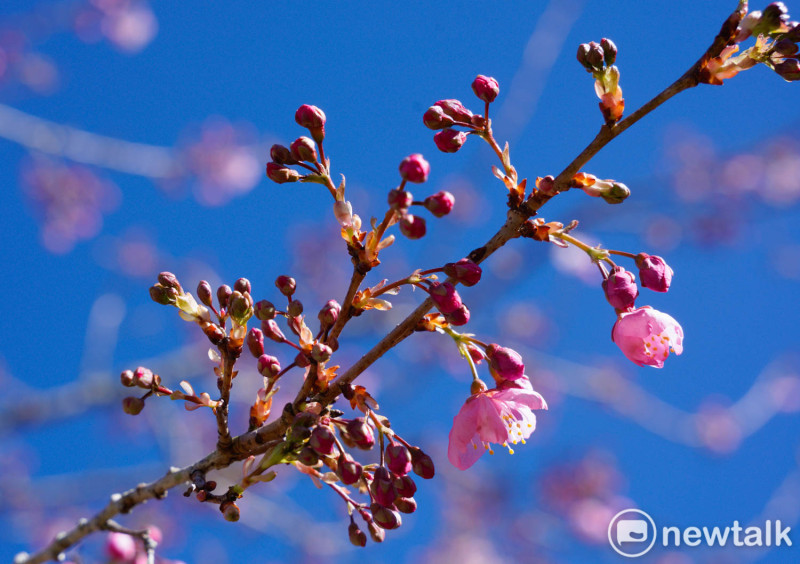 園中種植3000株的富士櫻，許多仍在含苞狀態，228連假有機會看到滿園富士櫻盛開的美麗景緻。   圖：張良一/攝