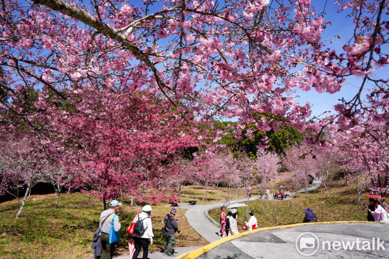 昭和櫻盛開中，吸引來自各地的民眾來到號稱是遠的要命的櫻花園賞櫻。   圖：張良一/攝
