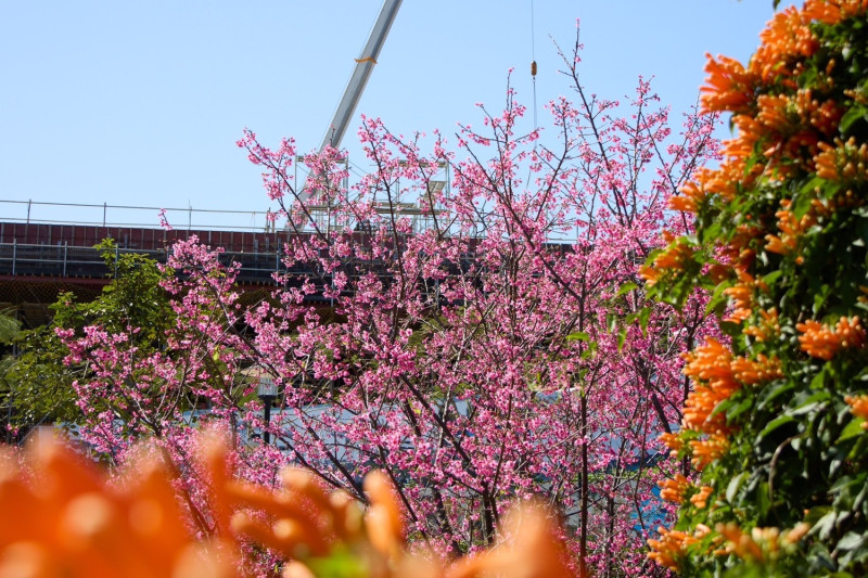 公園內櫻花以及炮仗花已繽紛盛開。   圖：新北市景觀處提供
