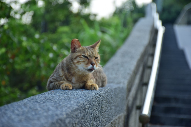 猴硐貓村的貓咪與人和平共處。   圖：新北市動保處提供