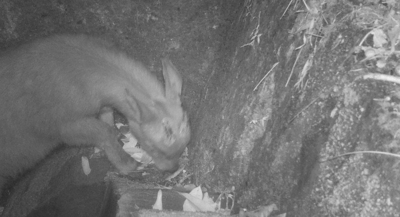 台灣野山羊漫步友善動物通道。   圖：林務局東勢林區管理處／提供