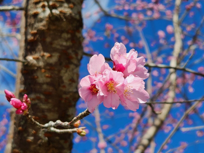琉球山櫻花目前於阿里山工作站前、沼平公園盛開。   圖：嘉義林管處/提供