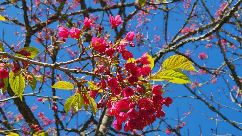 山櫻花為阿里山地區花期較早的櫻花，每年2月上旬至3月中綻放。   圖：嘉義林管處/提供