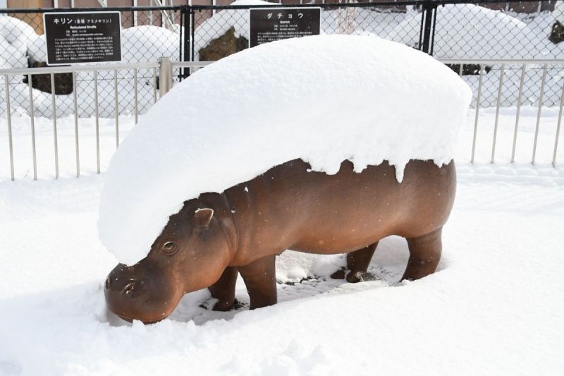 日本廣島市的安佐動物公園出現一個「河馬握壽司」。   圖／Twitter：asa_zoo