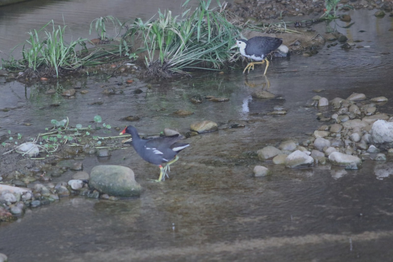 大窠坑溪水域 吸引紅冠水雞及白腹秧雞停留棲息。   圖：新北市水利局提供