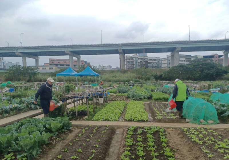 辛勤澆水，作物快快長大。   圖：新北市高灘處提供