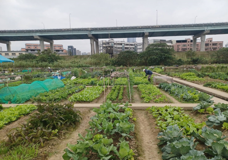 看看自已種的菜，是不是特別漂亮。   圖：新北市高灘處提供