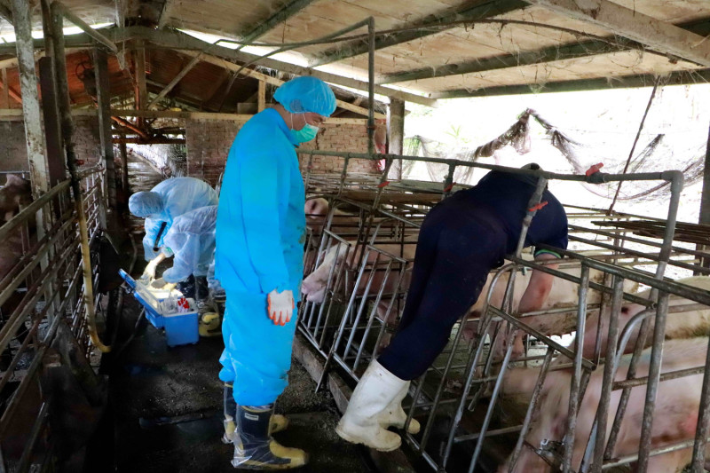 動保處人員訪視養豬場，並進行生物安全防疫查核。   圖：新北市動保處提供